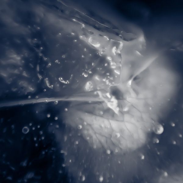 Gefroren XV von Rob van der Pijll