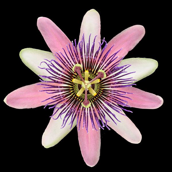 Passiflora by Paul Heijmink