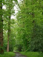 Allée de vieux chênes dans la vallée de la Reest