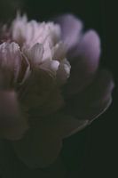 Nahaufnahme einer Pfingstrose