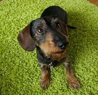 teckel op groen kleed