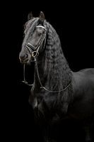 Portrait majestueux d'un cheval frison sur fond noir.
