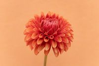 Love for dahlias's 7