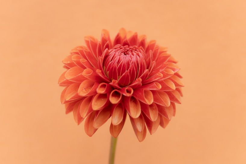 Liebe zu Dahlien&#039;s 7 von Cindy Mulder