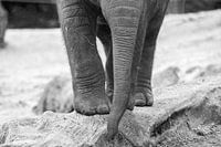 Young Asian elephant 