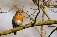 Robin in the morning sun