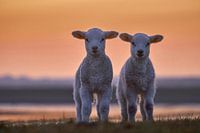 Two lambs in the evening light