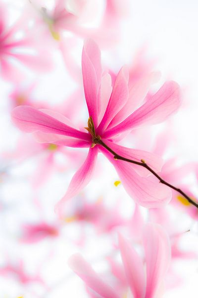 Magnolienblüte 3 von Patricia van Kuik