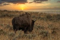 American bison in Yellowstone National Park America in evening light