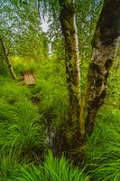 Wasserlauf Hohes Venn Hochformat