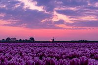 tulpenveld