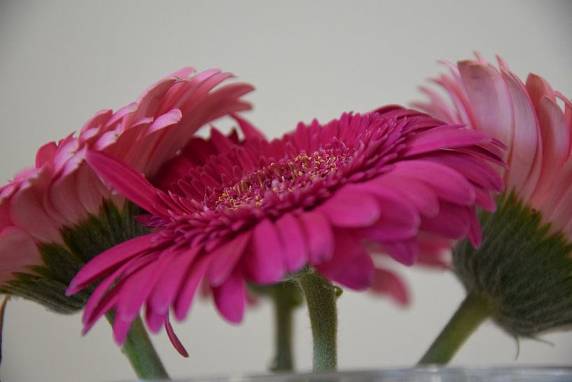 La couleur sur le mur par Huub Westendorp