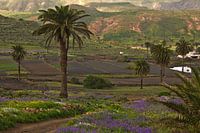 Paysage de palmiers à Lanzarote