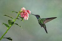 Hummingbird