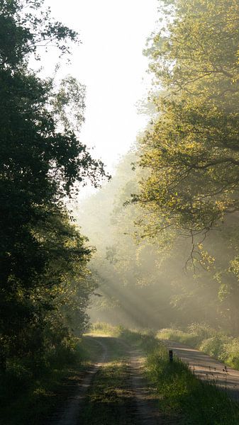 Light rays on the early morning by Sander Huizinga