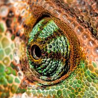 Oeil de caméléon.