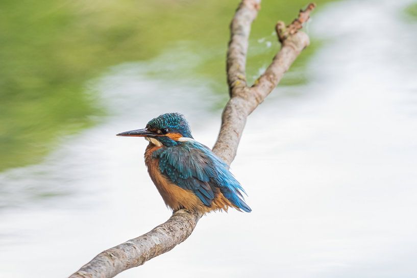 Der Eisvogel an seinem Jagdrevier von Merijn Loch