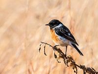 Kleine vrolijke vogel