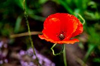 Roter Mohn