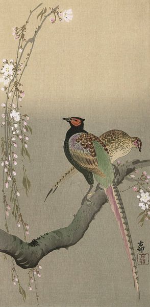 Couple of pheasants and cherry blossoms, Ohara Koson - ca. 1900 by Het Archief