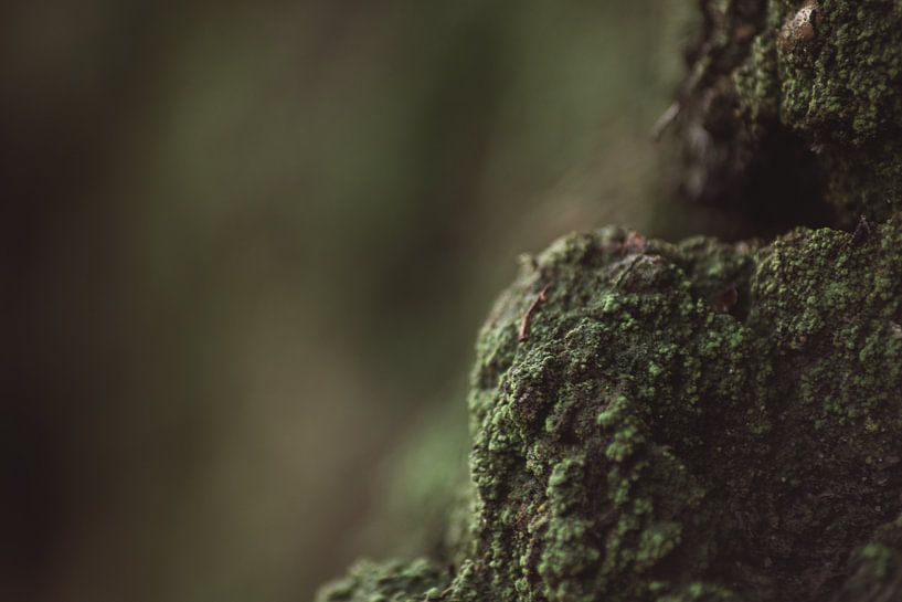 Grünes Moos von Bjorn Cornelissen