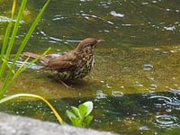 Song thrush takes a bath