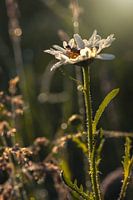 Figure miniature lisant un livre sur une fleur blanche