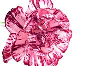 Trosanjer Macro Bicolor Kleur