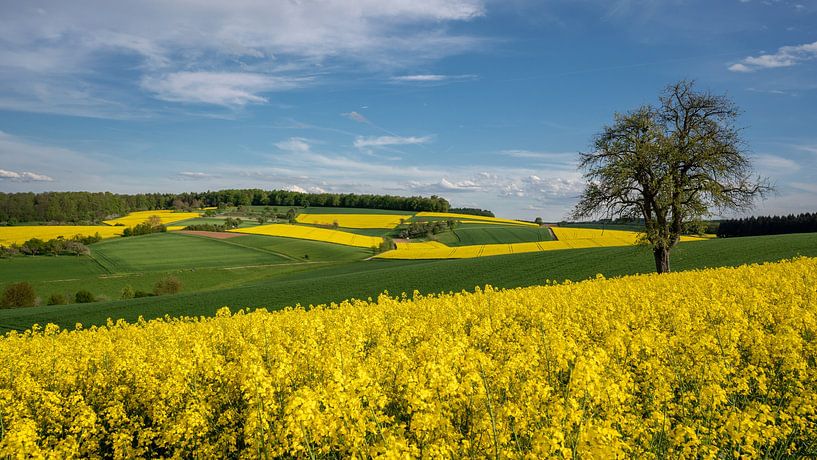 Agrarwüste von Uwe Ulrich Grün