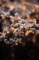 Vorstige takjes in de kou