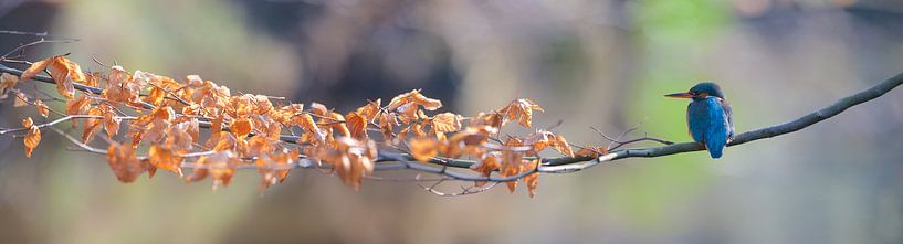 Kingfisher - Panorama by Kingfisher.photo - Corné van Oosterhout