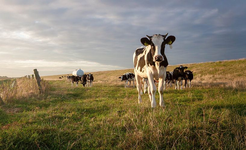 Cows at sunrise by Steven Blahowetz
