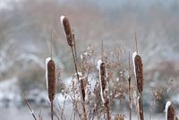 Sigaren in de sneeuw