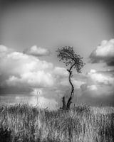 Lone tree, black and white