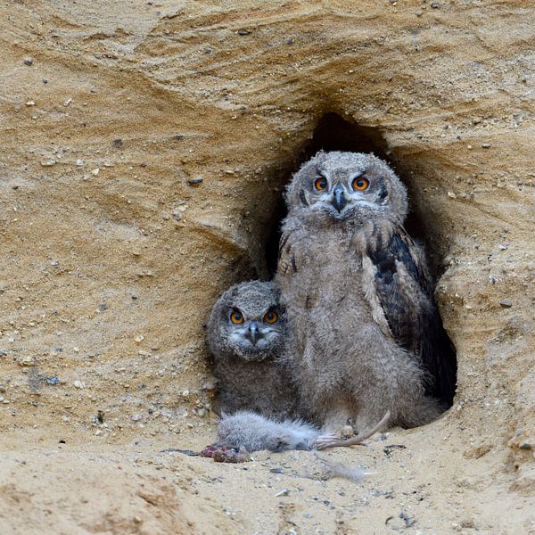 Europaeische Uhus ( Bubo bubo ), junge Eulen am Nistplatz, lustige Jungvögel, Tierkinder von wunderbare Erde