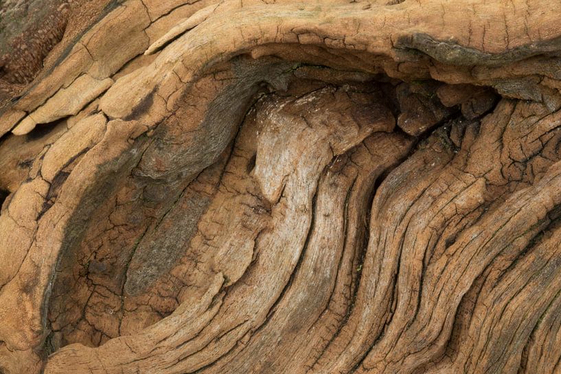 Verweerd hout van oude boomstam  par Art Wittingen