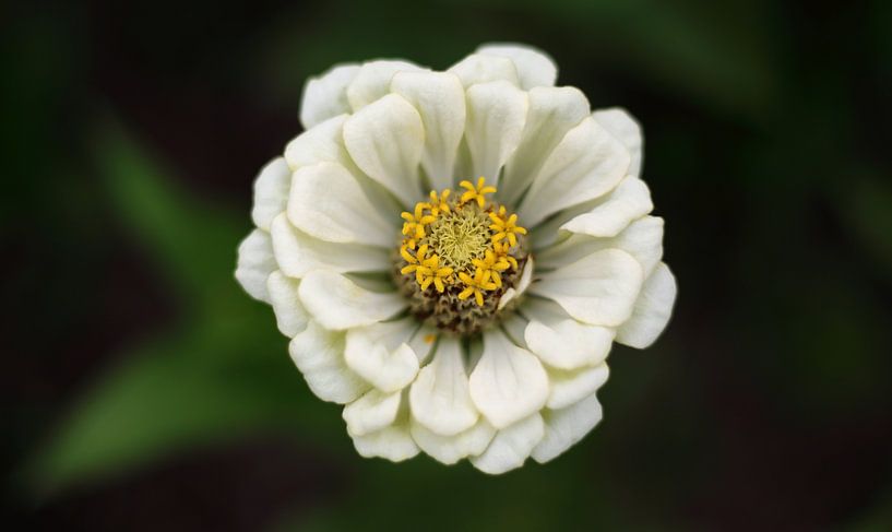 White flower by MSP Canvas