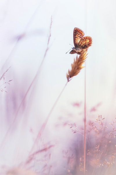 Romantik von Bob Daalder