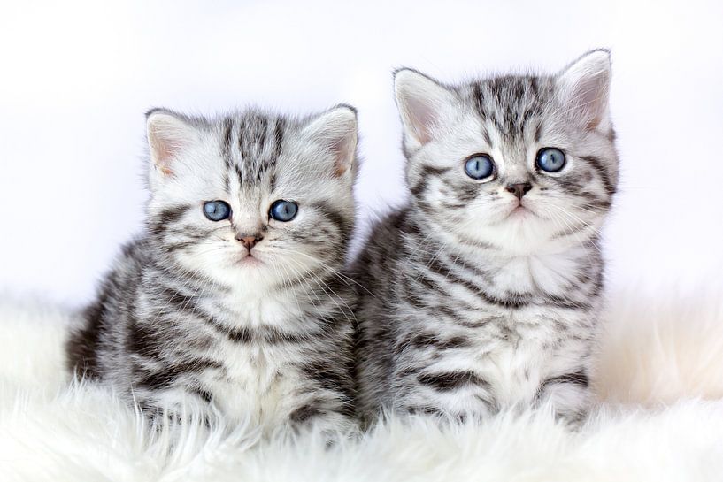 Deux chatons silver tabby sur fourrure par Ben Schonewille