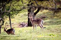 Repos printanier - Daim dans les dunes d'approvisionnement en eau d'Amsterdam
