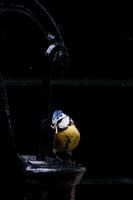 Blaumeise auf Wasserpumpe