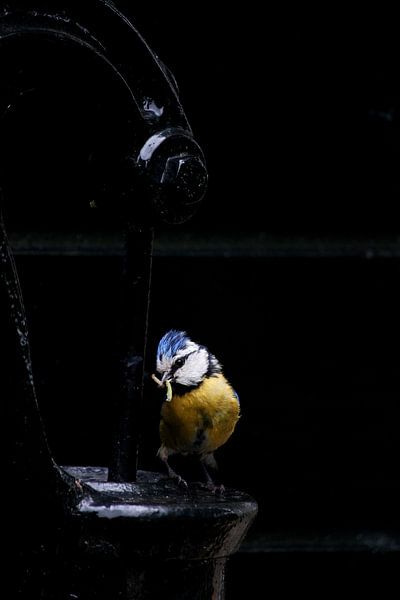 Low key blue tit on water pump by Gert van Lagen