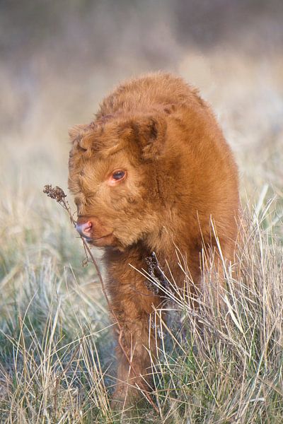 Highlander Calf - Sweet Innocence by AudFocus - Audrey van der Hoorn