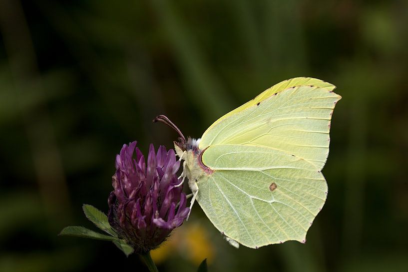 closeup of a lemon butterfly on a purple flower by W J Kok