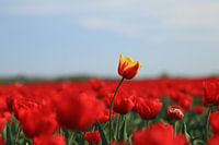 Rote Tulpe im orangefarbenen Feld.