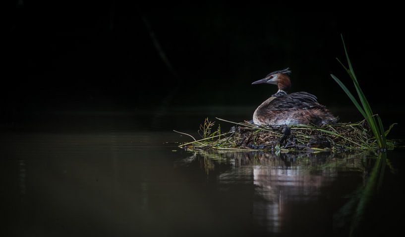 fuut met jong van Bart Hardorff