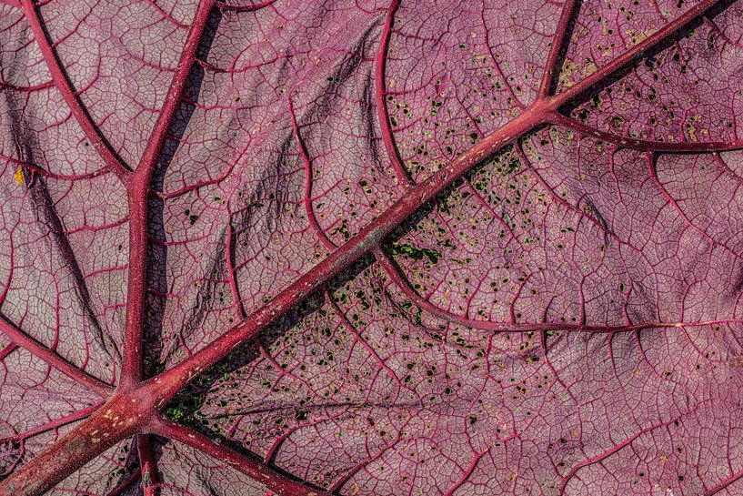 La vie ! par Monique van Velzen