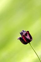 Eine lila Tulpe in der Sonne vor einem hellgrünen Hintergrund