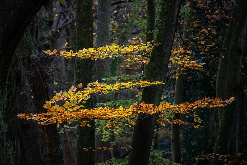 Zorro aux couleurs de l'automne dans la forêt de Berger par Bram Lubbers