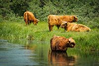 Troupeau de Highlanders écossais